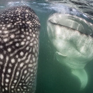 Whale sharks (Rhincodon typus) bottle feeding, by floating stationary