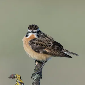 Whinchat (Saxicola rubetra), male perched, Finland, May