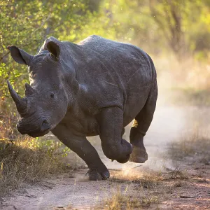 White rhinoceros (Ceratotherium simum) charging, Mala Mala Game Reserve, South Africa