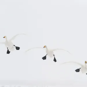 Three Whooper swans (Cygnus cygnus) in flight, Lake Tysslingen, Sweden, March 2009 WWE BOOK