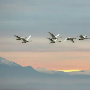 Whooper swans (Cygnus cygnus), flying at sunset, Caerlaverock Wildfowl & Wetland Trust WWT