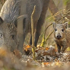 Wild boar (Sus scrofa) piglet and mother in forest, Forest of Dean, Gloucestershire