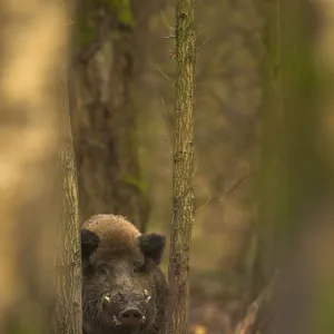 Wild Boar (Sus scrofa) in woodlands. Holland, Europe, November