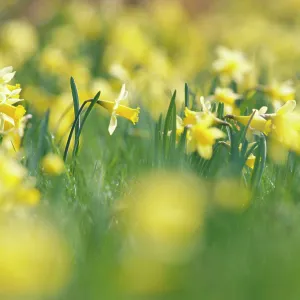 Wild daffodils {Narcissus pseudonarcissus} Gloucestershire, UK