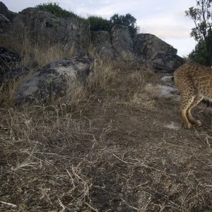 Wild Iberian lynx (Lynx pardinus) male carrying rabbit prey, Sierra de Andjar Natural Park