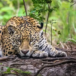 Wild Jaguar (Panthera onca), Endangered, Cuiaba River, Pantanal, Mato Grosso, Brazil