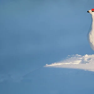 Phasianidae Collection: Willow Ptarmigan