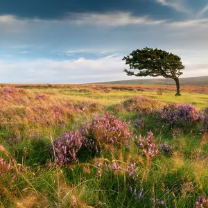 Windswept Hawthorn tree (Crataegus monogyna) among flowering heather. Nr Lynton, Exmoor National Park, Devon, UK, August 2010