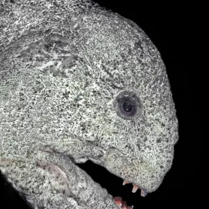 W Collection: Wolf Eel