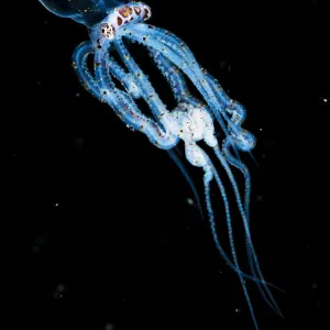 Wonderpus octopus (Wunderpus photogenicus) in its juvenile or larval stage