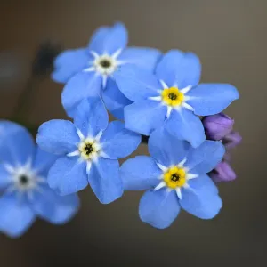 Wood forget-me-not (Myosotis sylvatica) flowers, yellow corollas on fresher flowers