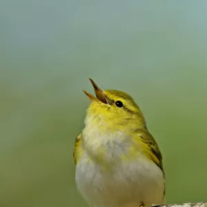 Wood Warbler (Phylloscopus sibilatrix) singing from perch. Wales, April. Crop