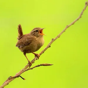 Wren (Troglodytes troglodytes) singing, early morning in spring, Broxwater, Cornwall, UK. April