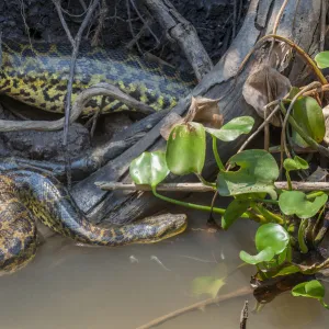 Yellow Anaconda (Eunectes notaeus) in vegetation at the edge of the Paraguay River