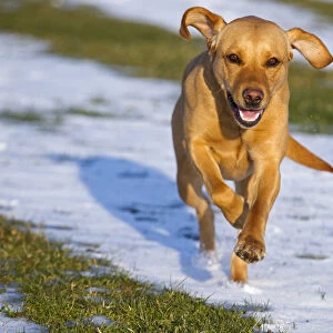 Yellow Labrador running in snow, UK