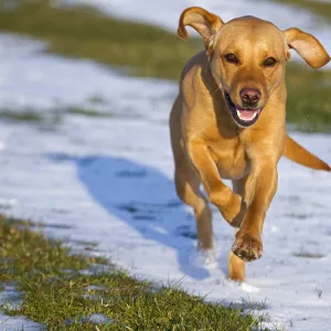 Yellow Labrador running in snow, UK