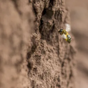 Yellow legged mining bee (Andrena flavipes) female at nest burrow, River Monnow, Monmouthshire