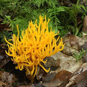 Yellow stagshorn fungus {Calocera viscosa} Annagarriff Wood Peatlands, Co. Armagh