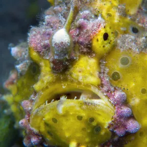 W Collection: Warty Angler