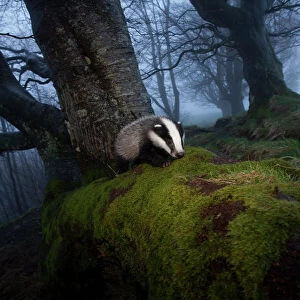 Young Badger (Meles meles) foraging in woodland on edge of woodland, The Black Forest
