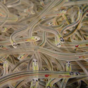 Young European eel (Anguilla anguilla) elvers, or glass eels