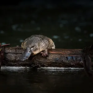 Young Platypus (Ornithorhynchus anatinus) is released onto a log in McMahons Creek