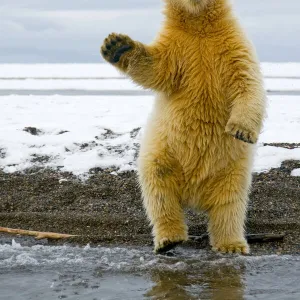 Young Polar bear (Ursus maritimus) standing and trying to balance in shallow water along