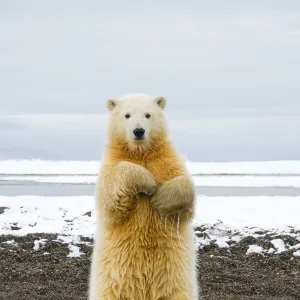 Young Polar bear (Ursus maritimus) standing and trying to balance in shallow water along