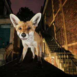 Young urban Red fox (Vulpes vulpes) standing on a wall at night. Bristol, UK, September