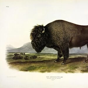 American Bison, Bos Americanus, 1845