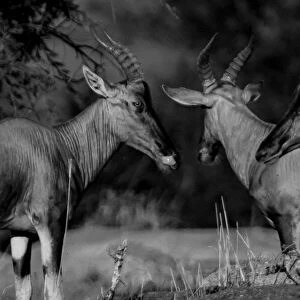 Antelopes Trio. Creator: Viet Chu