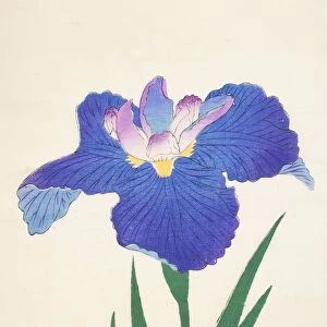 Aoi-Gata, No. 30, 1890, (colour woodblock print)