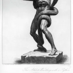 Snakes Mounted Art Print Collection: Python