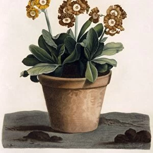Auricula in a Pot, c. 1840 s