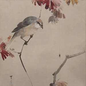 Bird on Branch Watching Spider, ca. 1887. Creator: Watanabe Seitei