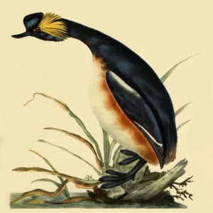 Black-Necked Grebe, c1795, (1942). Creator: Edward Donovan