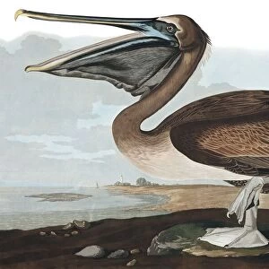 Brown Pelican, Pelecanus Fuscus, 1845