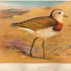 Charadriidae Collection: Caspian Plover