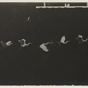 Chronophotograph of a Flying Heron. Creator: Etienne-Jules Marey (French, 1830-1904)
