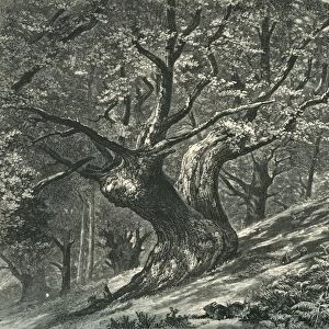At Coney Hill, Hayes Common, Kent, c1870