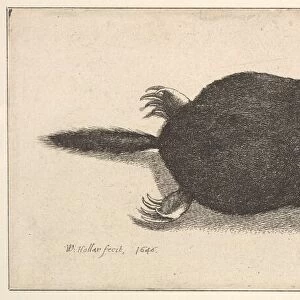Dead Mole, 1646. Creator: Wenceslaus Hollar