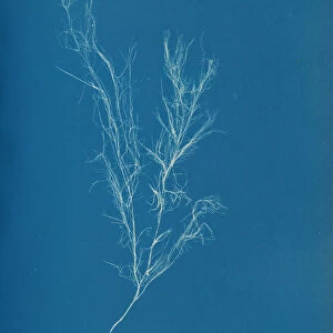 Dichloria viridis, ca. 1853. Creator: Anna Atkins