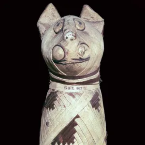 Egyptian mummy of a cat