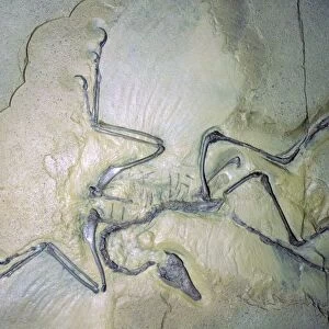 Fossil Archaeopterix with traces of feathers