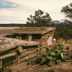 Garden adjacent to the dugout home of Jack Whinery, homesteader, Pie Town, New Mexico, 1940. Creator: Russell Lee