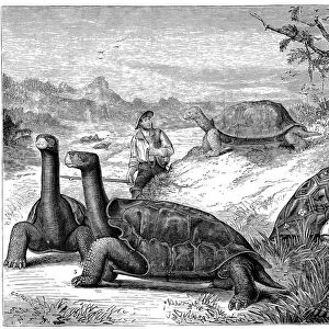 Giant Land Tortoises of the Galapagos Islands, 1884
