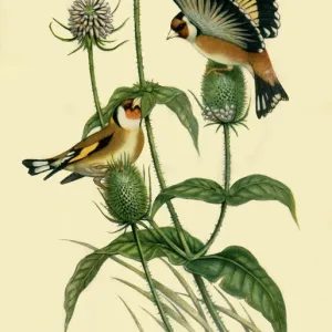 Goldfinches, 1863, (1942). Creator: John Gould