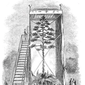 Great American Aloe in bloom, 1844. Creator: Unknown