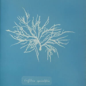 Griffithsia equisetifolia, ca. 1853. Creator: Anna Atkins