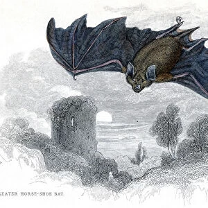 Hand coloured engraving of a Greater Horseshoe Bat, 1838